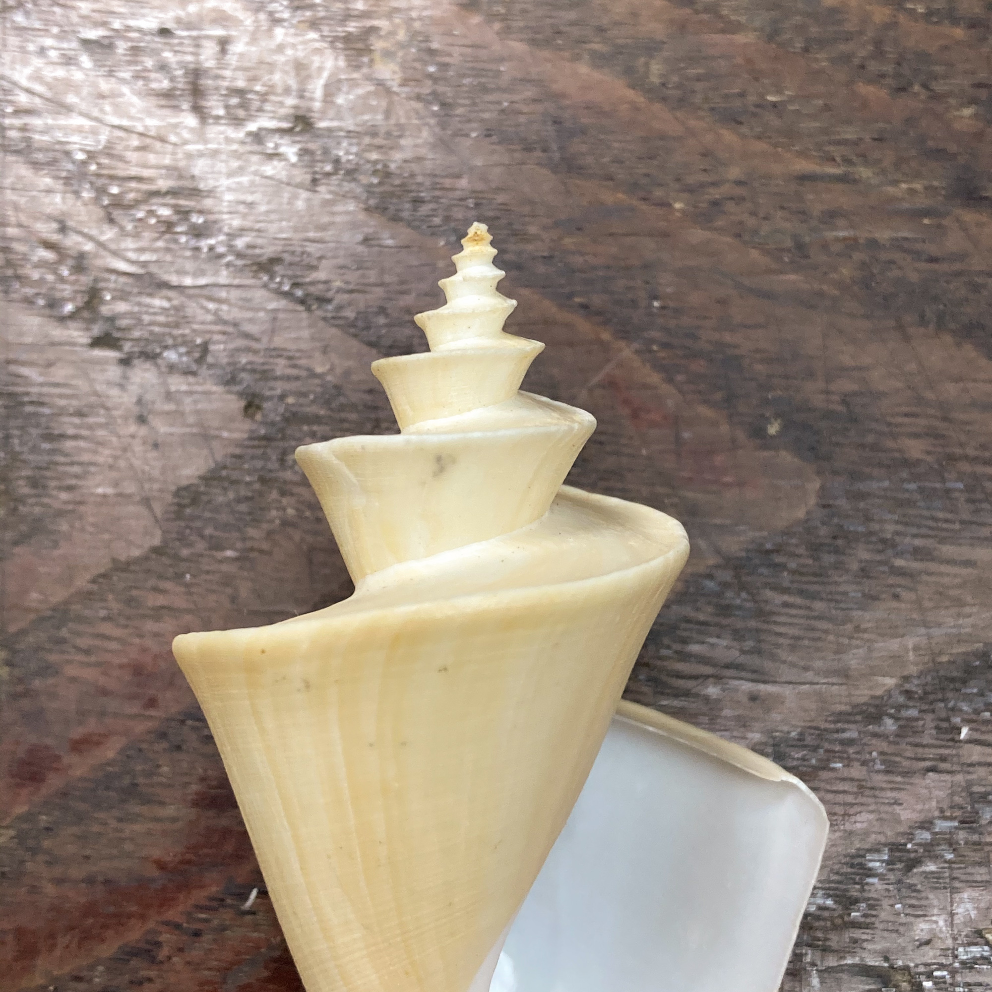 自然・標本 :: 標本 :: チマキボラ Japanese Wonder 82mm ラベル