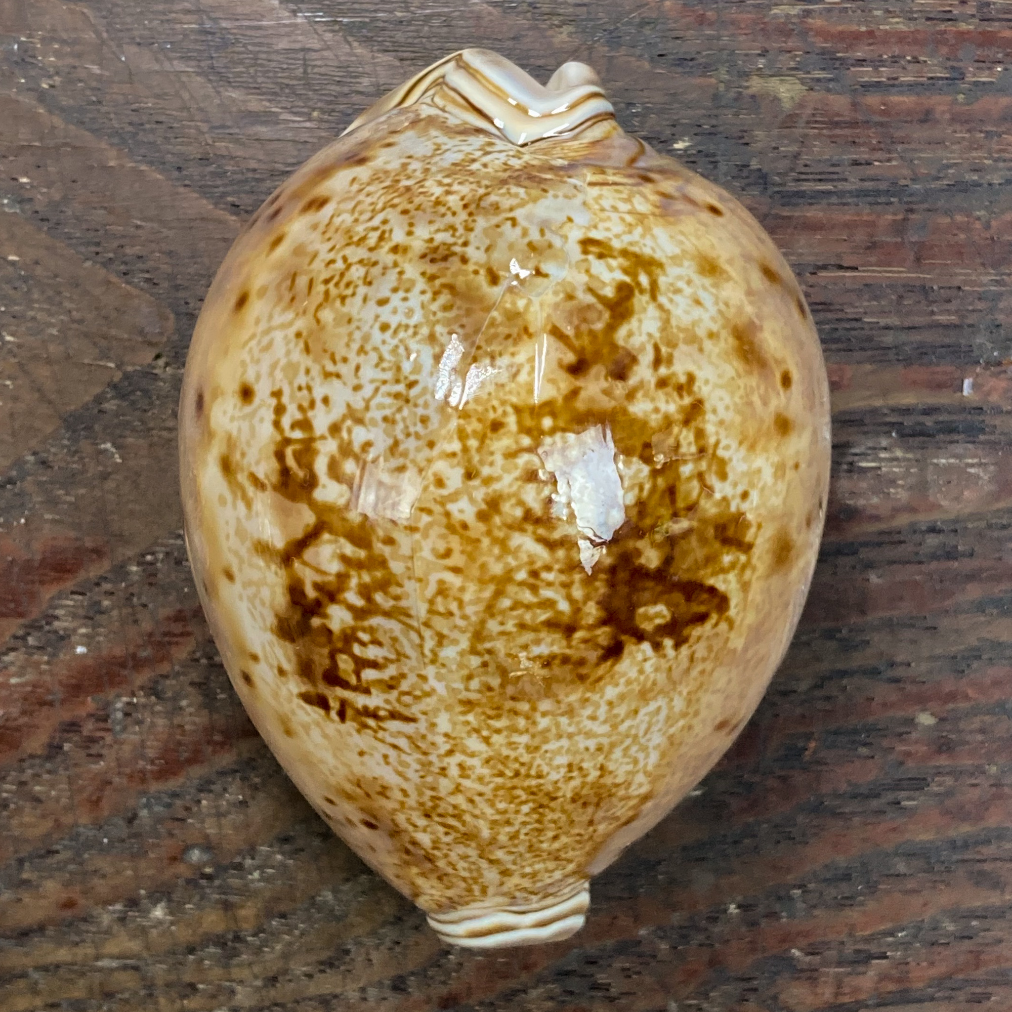 貝殻 タカラガイ シンセイダカラ-