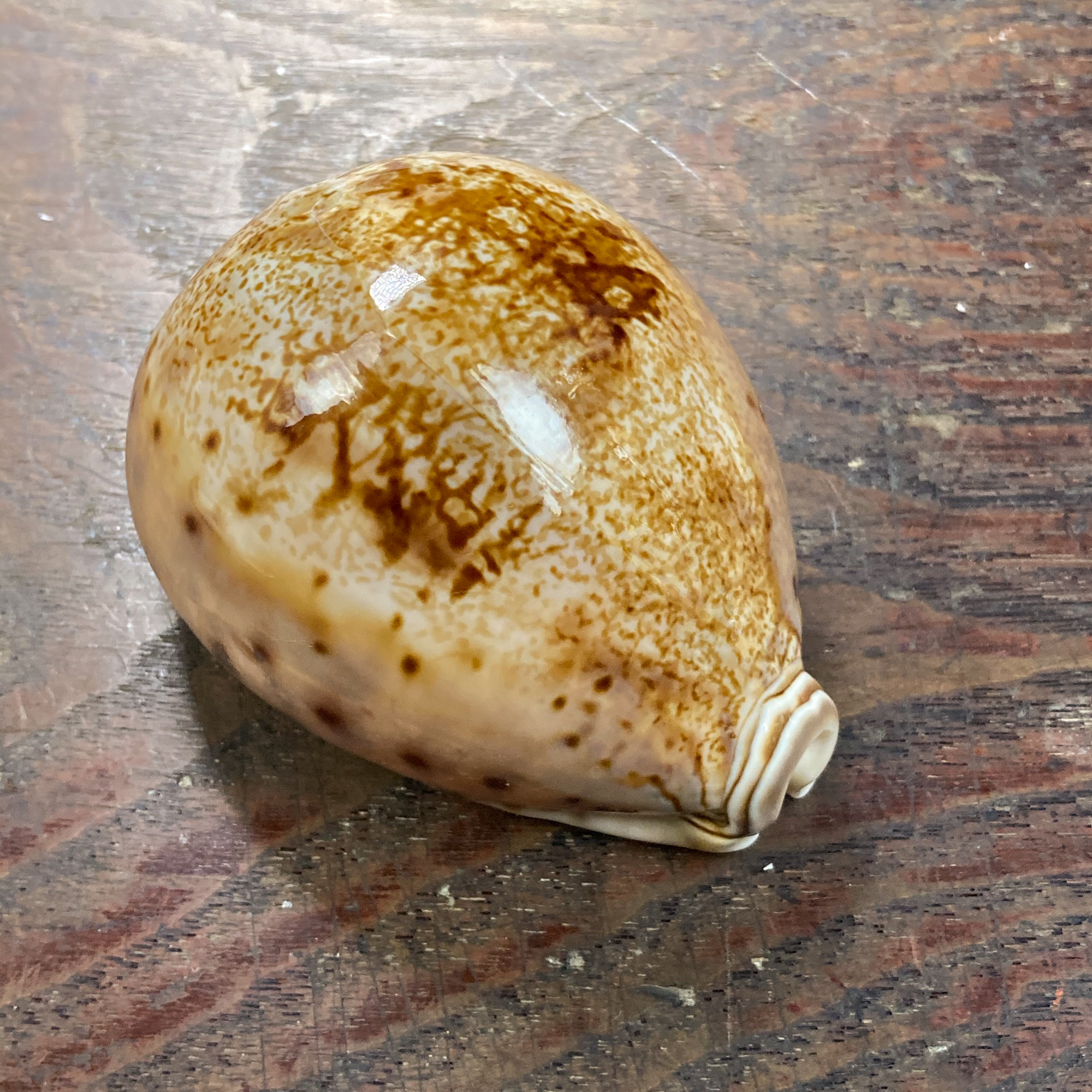 自然・標本 :: 標本 :: シンセイダカラ Prince Cowry 86mm フィリピン