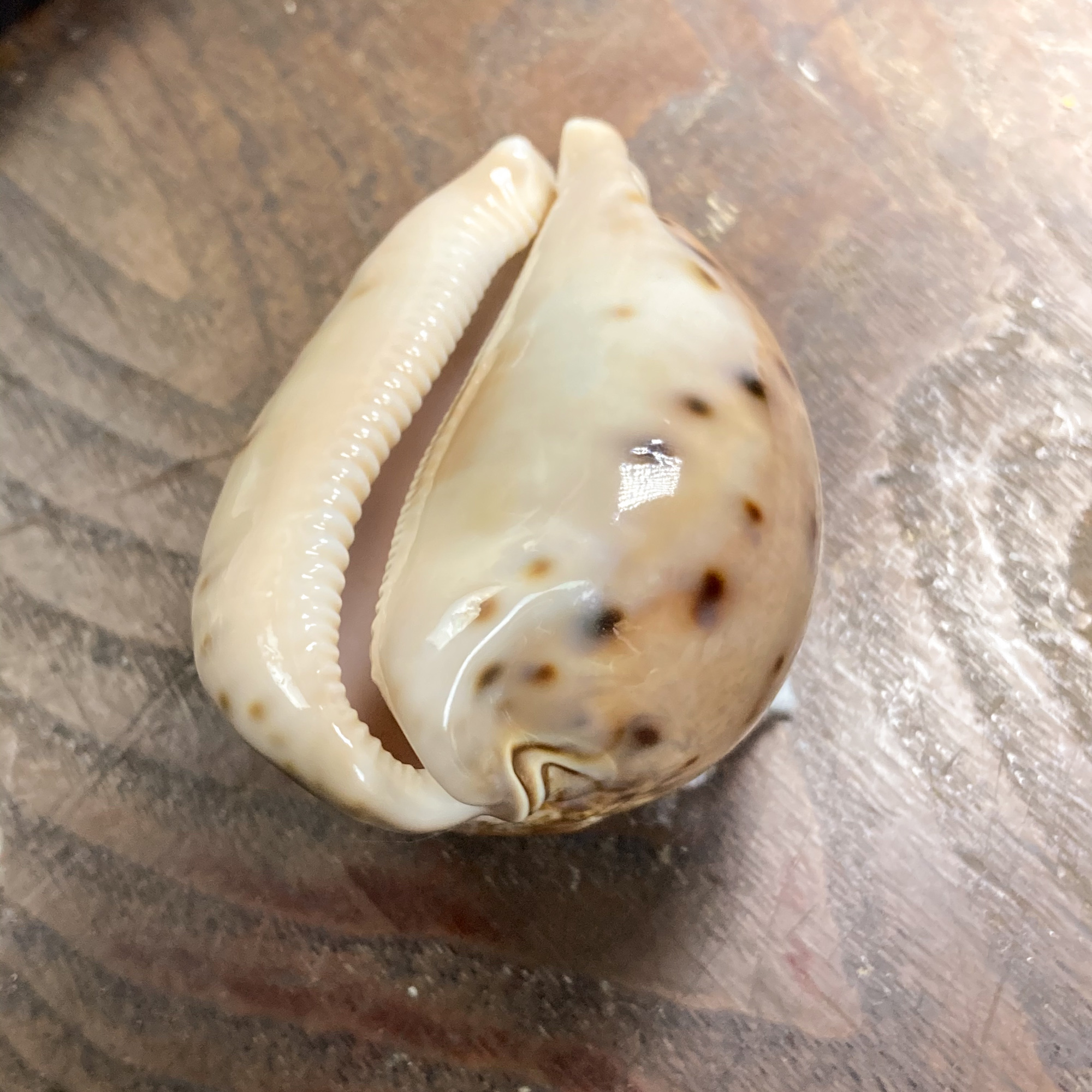 自然・標本 :: 標本 :: シンセイダカラ Prince Cowry 86mm フィリピン産 | COTTOU.JP 骨董の通販マーケットプレイス