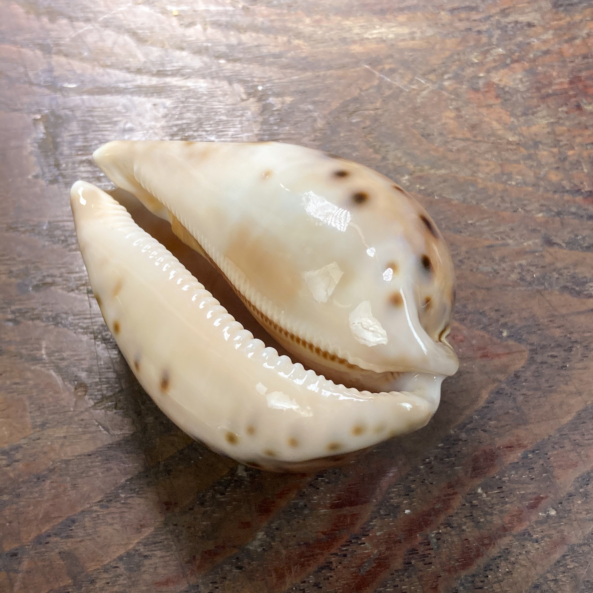 自然・標本 :: 標本 :: シンセイダカラ Prince Cowry 86mm フィリピン産 | COTTOU.JP 骨董の通販マーケットプレイス