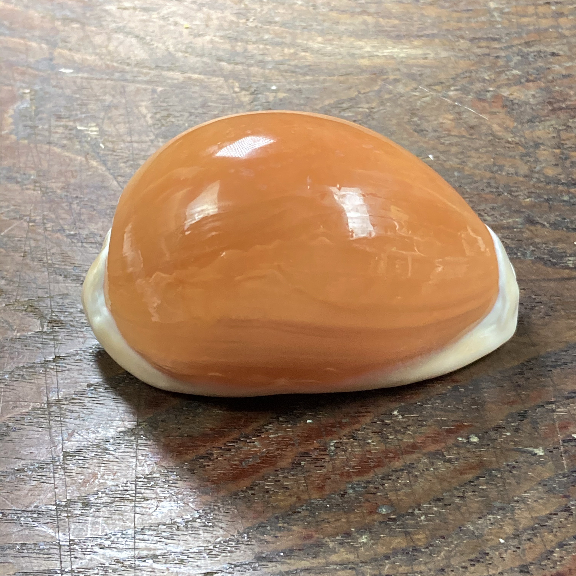 自然・標本 :: 標本 :: ナンヨウダカラ Golden Cowry 82mm ラベルなし