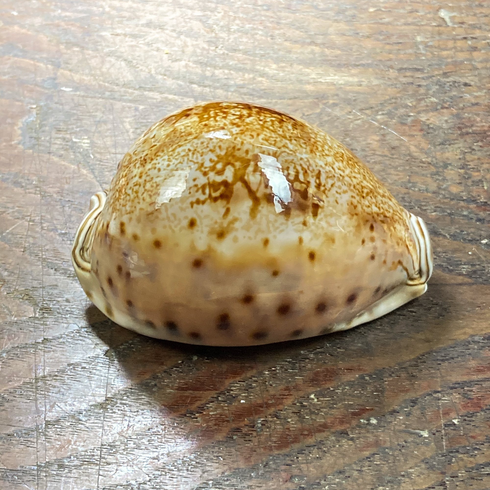 自然・標本 :: 標本 :: シンセイダカラ Prince Cowry 86mm フィリピン 