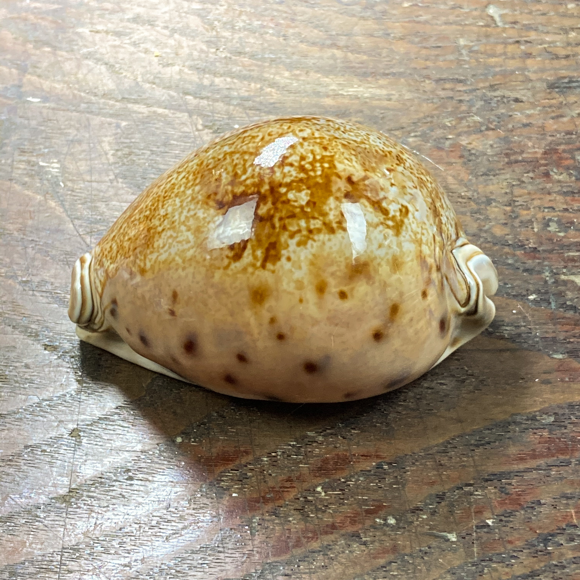 自然・標本 :: 標本 :: シンセイダカラ Prince Cowry 86mm フィリピン 