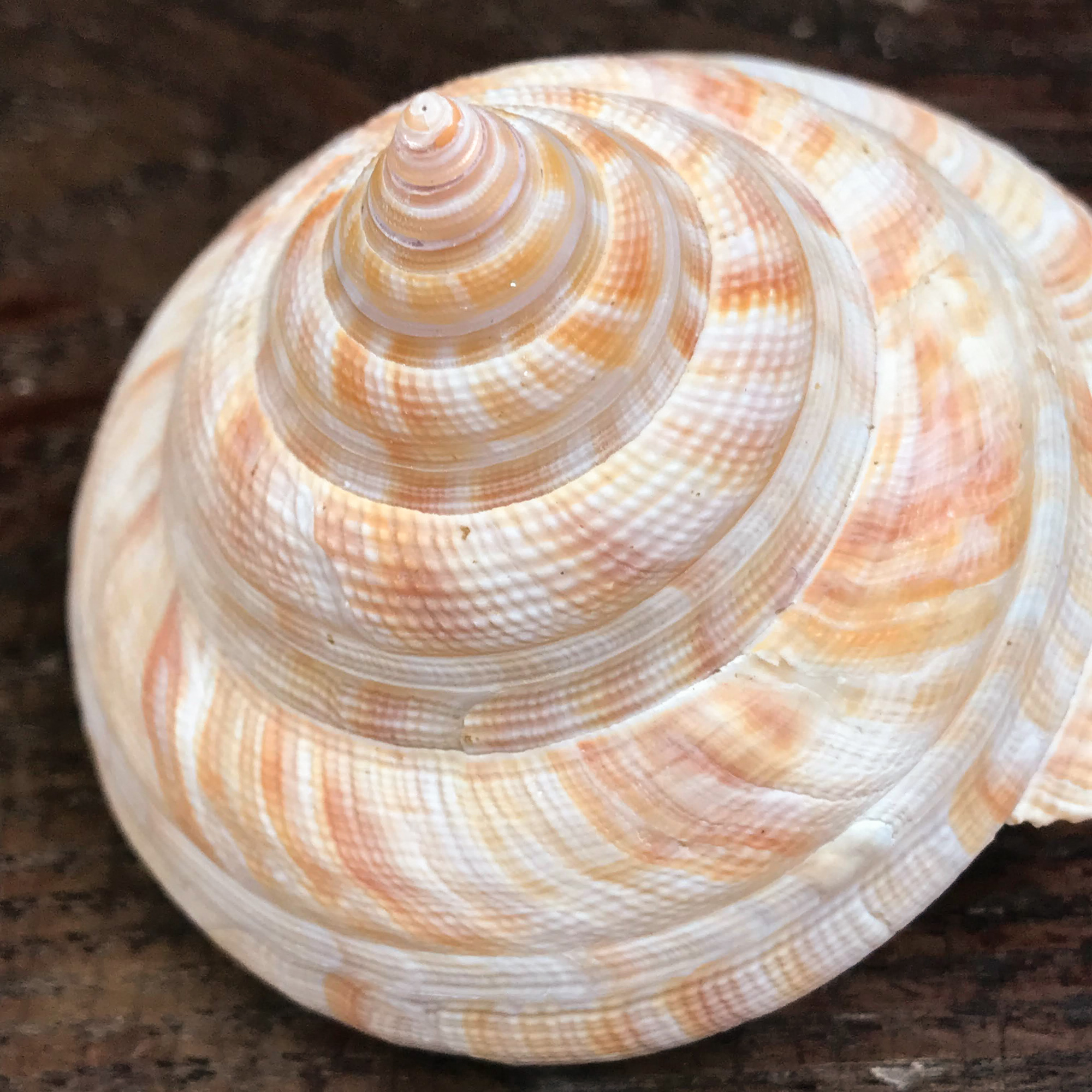 稀少】コシダカオキナエビス 貝 貝殻 標本 - 科学、自然