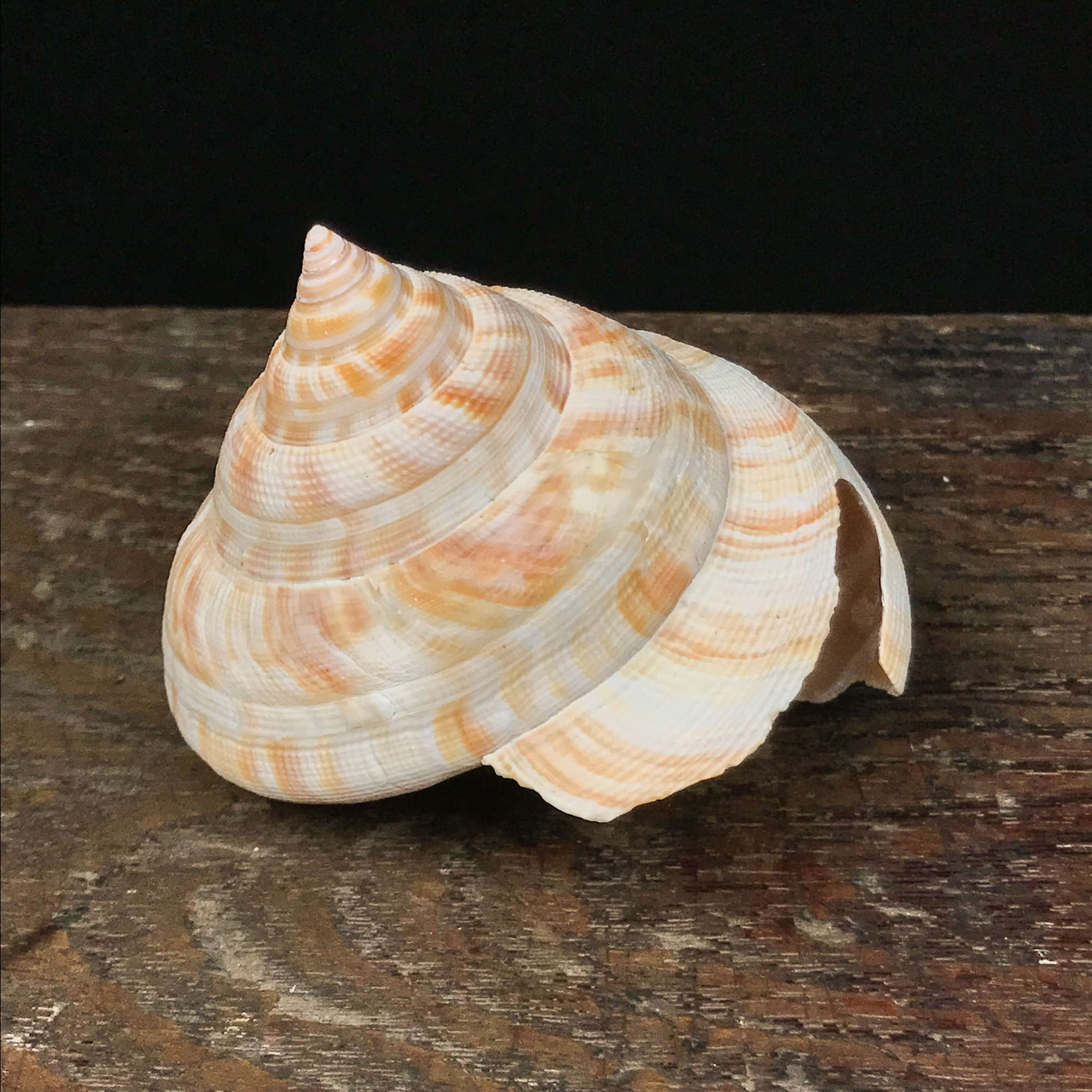 貝 貝殻 貝殻標本 貝標本 /ゴトウオキナエビス オキナエビス 