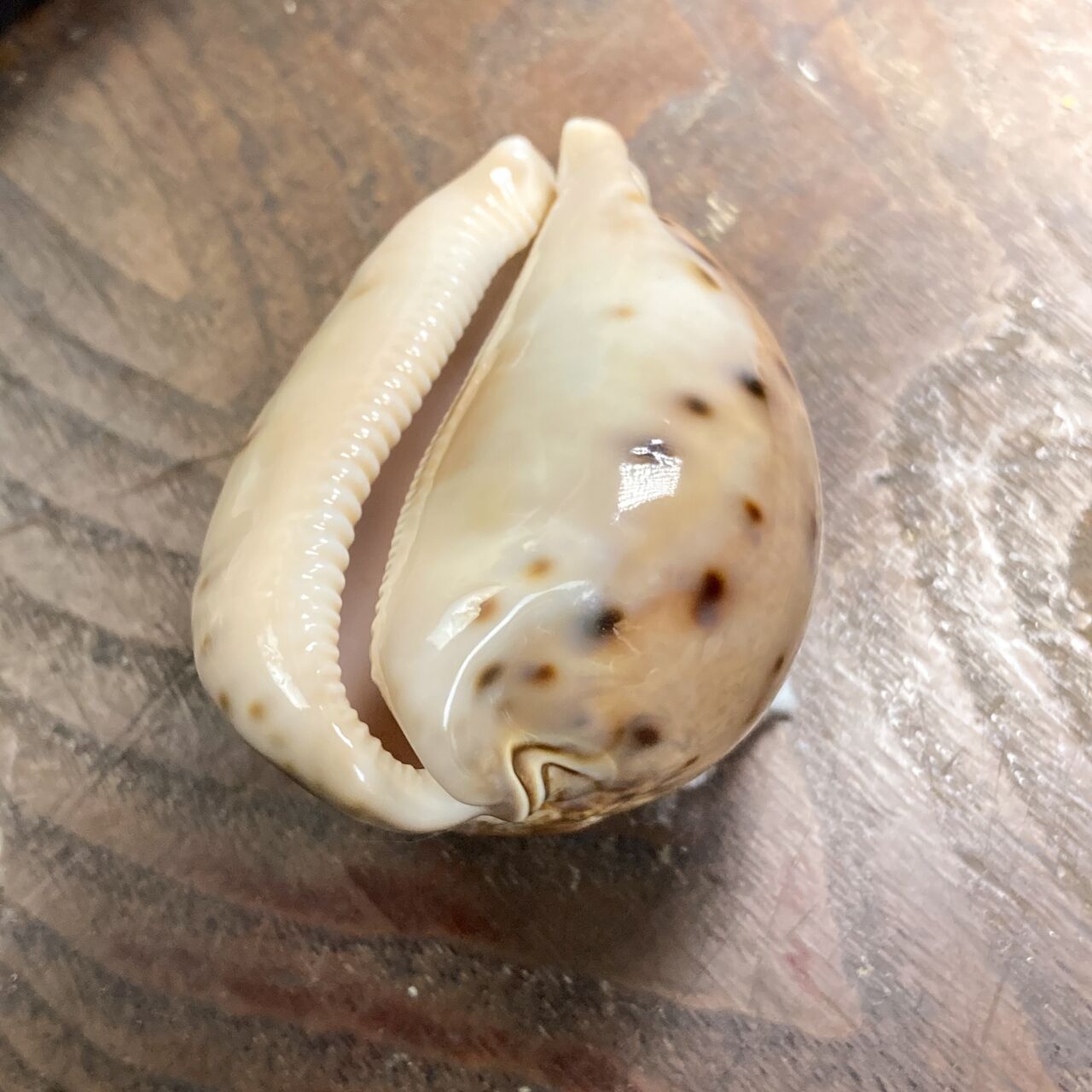 自然・標本 :: 標本 :: シンセイダカラ Prince Cowry 86mm フィリピン 