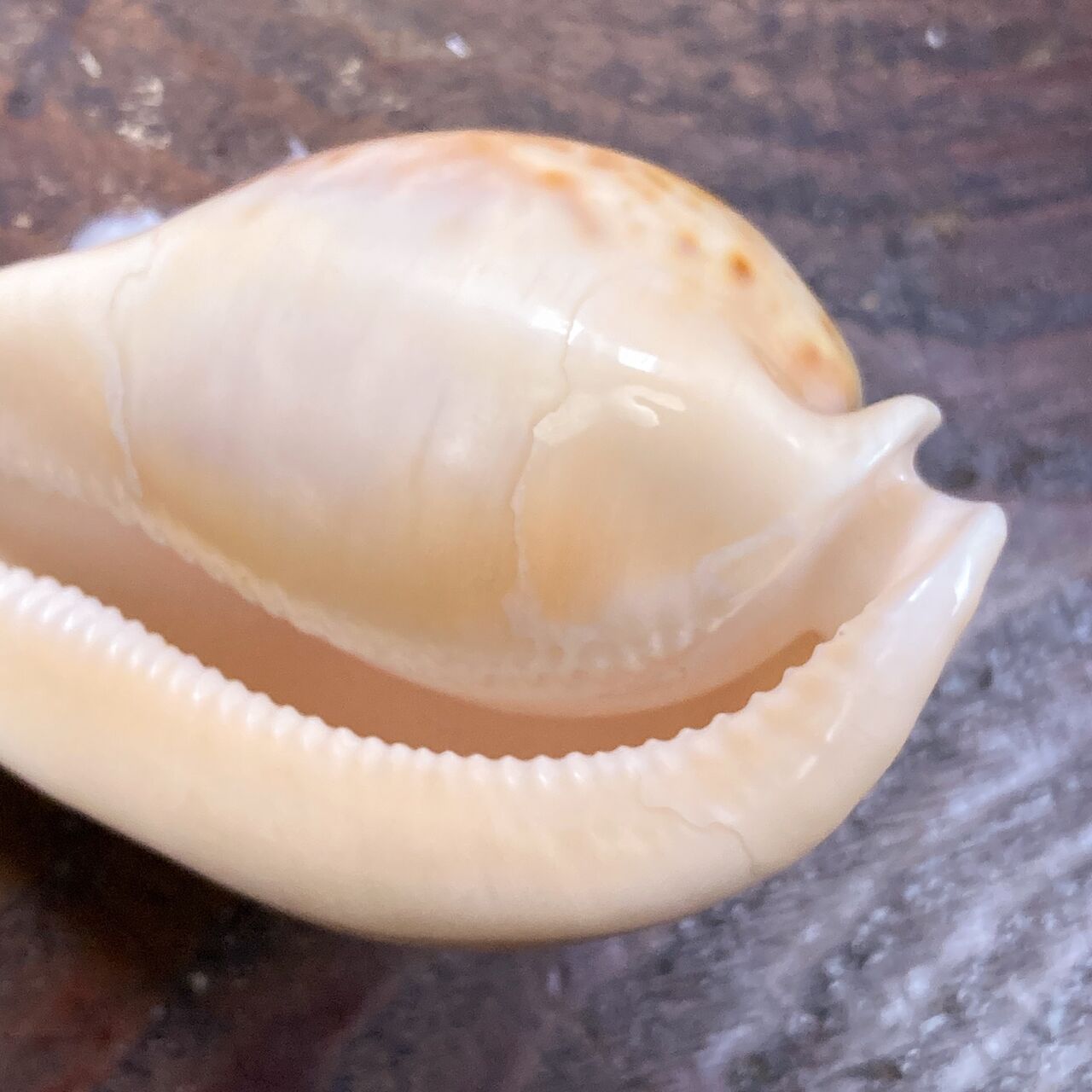 自然・標本 :: 標本 :: ウスアカネダカラApricot-Coloured Cowry
