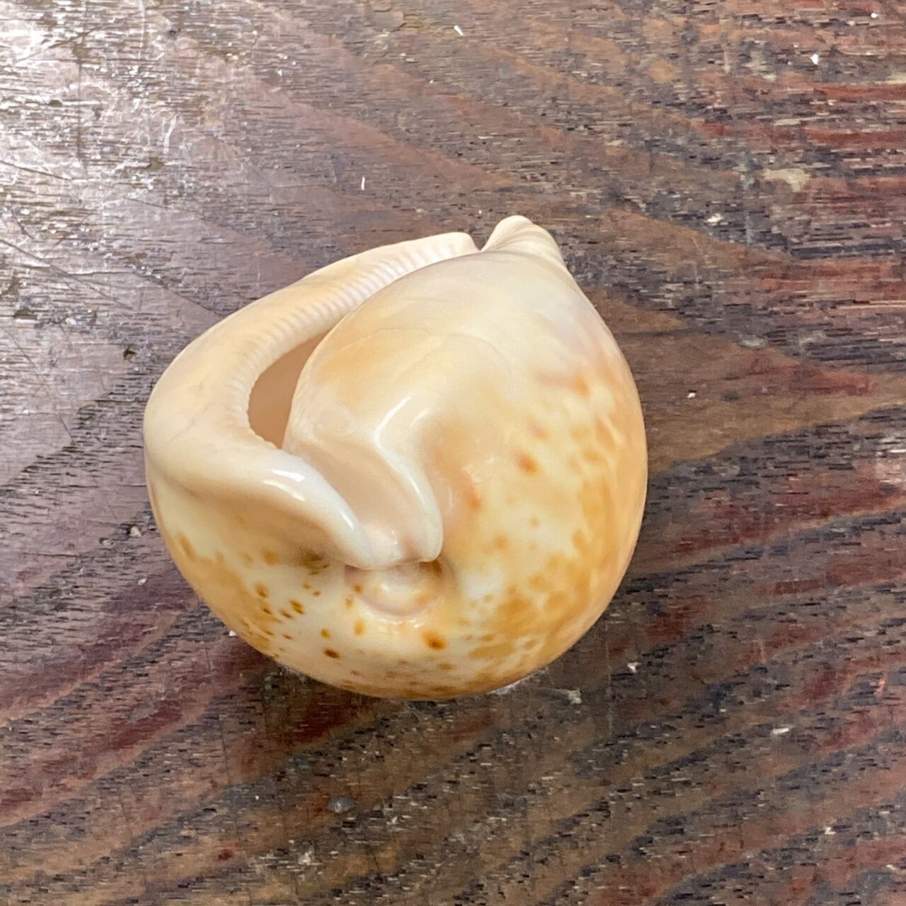 自然・標本 :: 標本 :: ウスアカネダカラApricot-Coloured Cowry 84mm 西オーストラリア産 | COTTOU.JP  骨董の通販マーケットプレイス