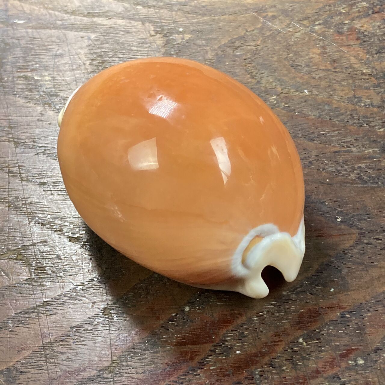 自然・標本 :: 標本 :: ナンヨウダカラ Golden Cowry 82mm