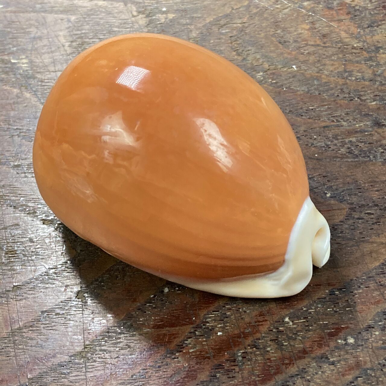 自然・標本 :: 標本 :: ナンヨウダカラ Golden Cowry 82mm