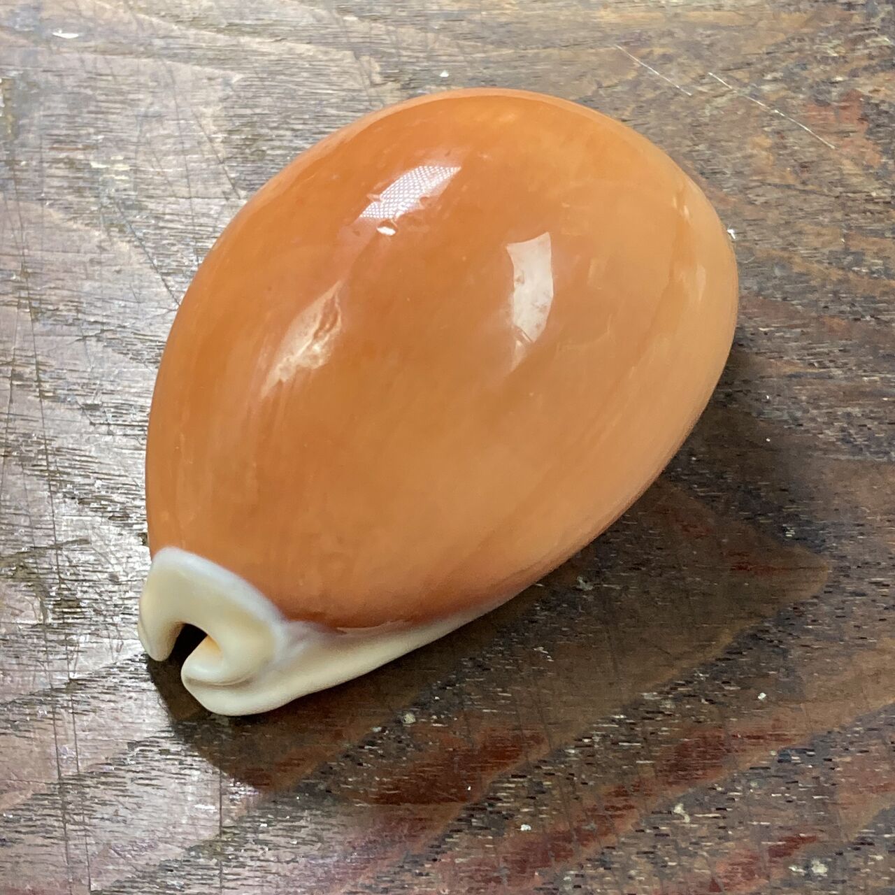 自然・標本 :: 標本 :: ナンヨウダカラ Golden Cowry 82mm ラベルなし | COTTOU.JP 骨董の通販マーケットプレイス
