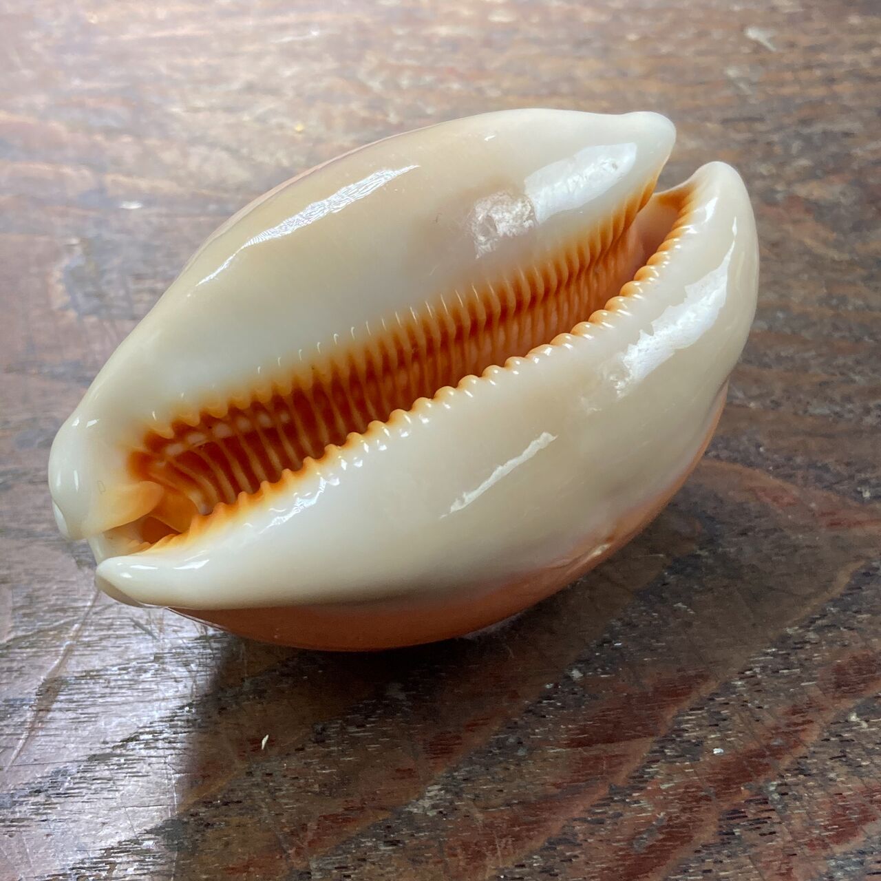 Microshells: Lyncina aurantium ナンヨウダカラ 南洋宝