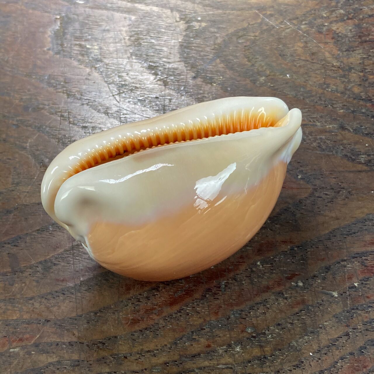 自然・標本 :: 標本 :: ナンヨウダカラ Golden Cowry 82mm ラベルなし | COTTOU.JP 骨董の通販マーケットプレイス