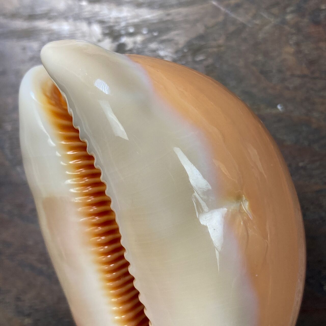 自然・標本 :: 標本 :: ナンヨウダカラ Golden Cowry 82mm